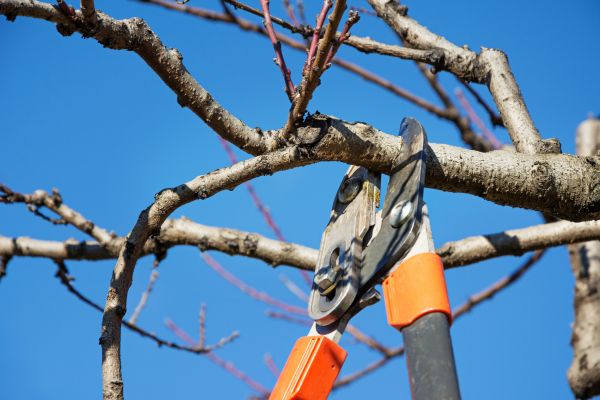 Selective Pruning Service