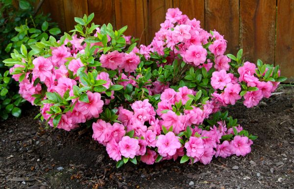 Azaleas Removal Service