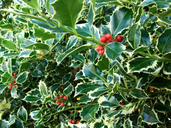 Holly Bushes Trimming Service