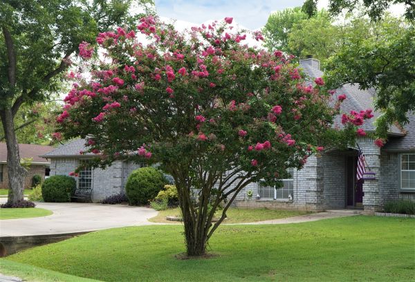 Crepe Myrtle Trimming Service