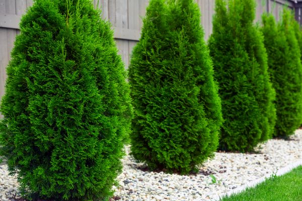 Arborvitae Removal Service