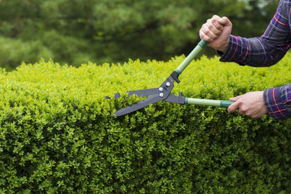 Evergreen Shrub Pruning Service