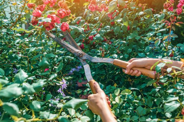 Knockout Roses Pruning Service