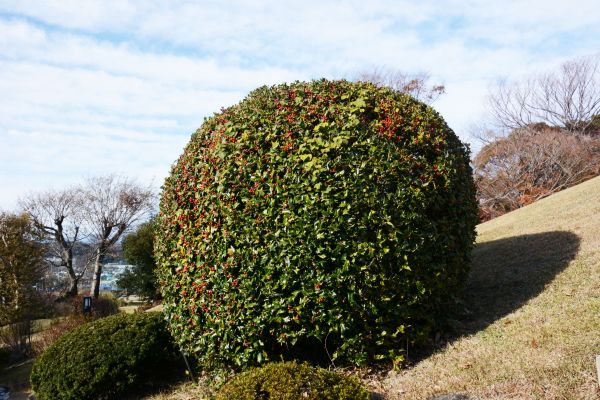 Holly Shrub Pruning Service