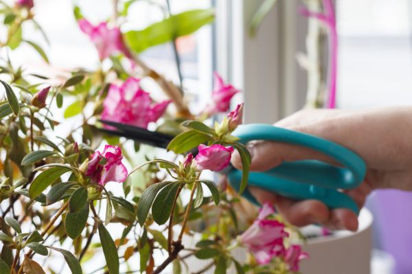 Azalea Pruning Service