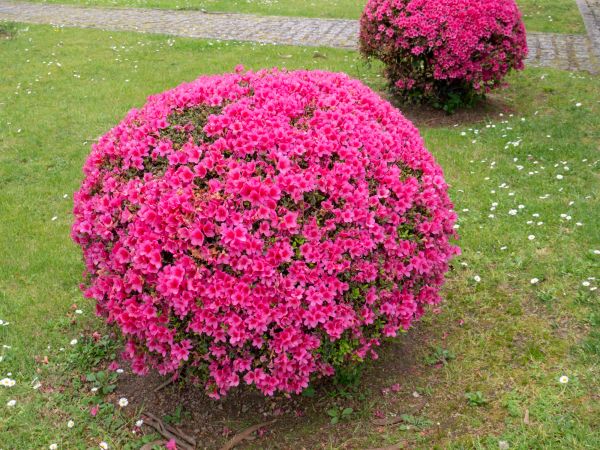 Rhododendron Pruning Service