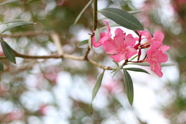 Oleander Removal Service