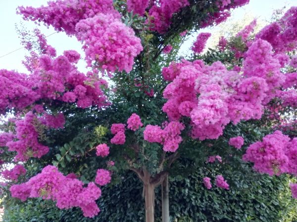 Crape Myrtle Pruning Service