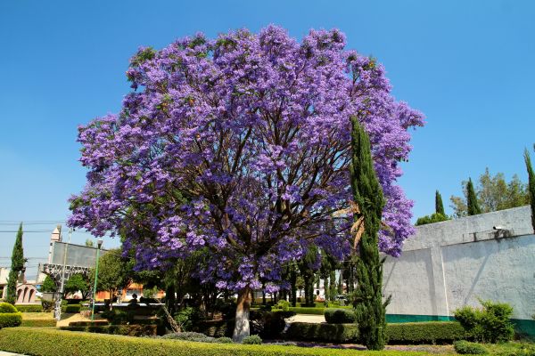 Jacaranda Pruning Service