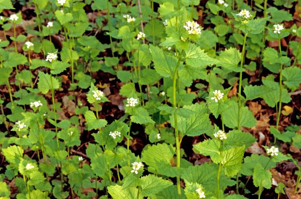 Garlic Mustard Removal Service