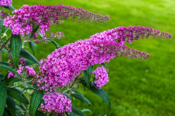 Butterfly Bush Removal Service