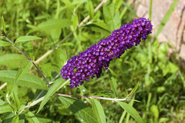 Butterfly Bush Pruning Service