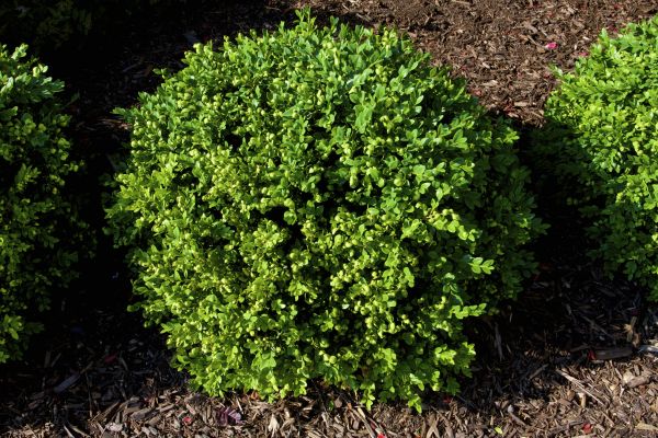 Boxwood Removal Service