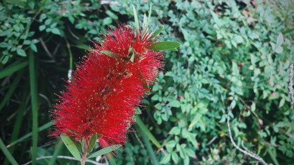Bottlebrush Pruning Service