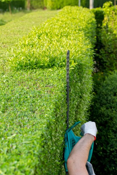 Hedge Trimming Service