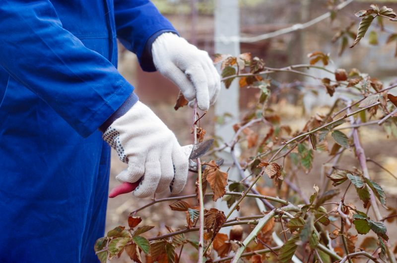 Local Bush Pruning in Pflugerville, TX