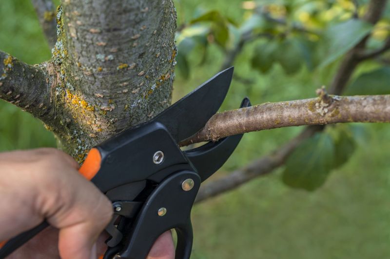Local Bush Pruning in Seguin, TX