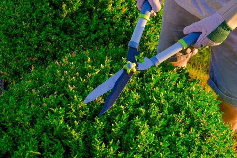 Local Hedge Pruning in Boerne, TX