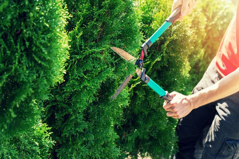 Local Hedge Pruning in Helotes, TX