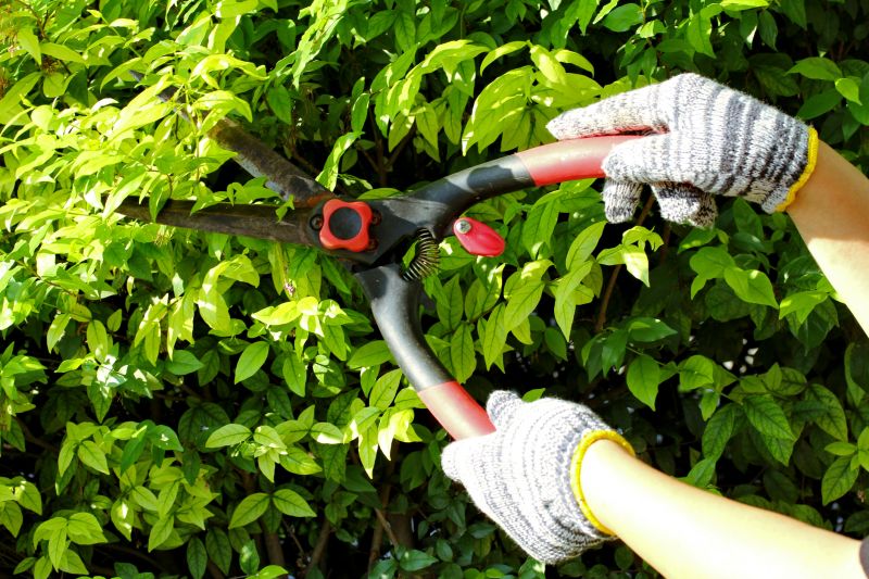 Local Hedge Pruning in San Marcos, TX