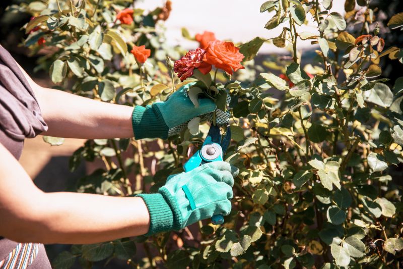 Local Shrub Pruning in Boerne, TX