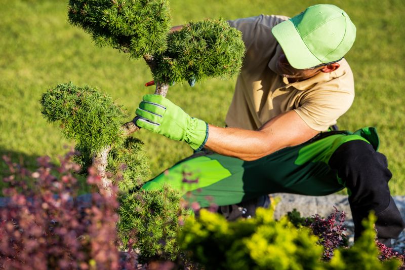 Decorative Shrubs in a Garden
